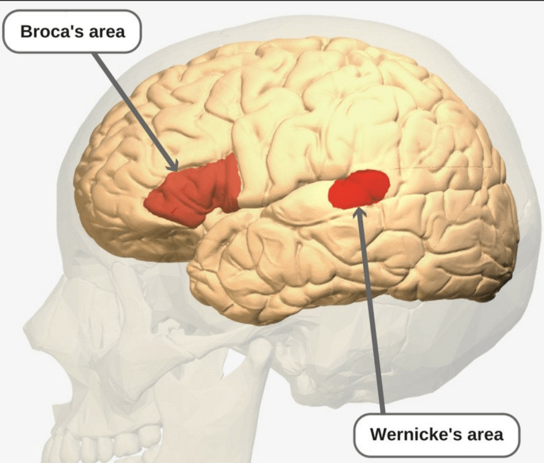 额叶,parietal lobe(顶叶,temporal lobe(颞叶,occipital lobe(枕
