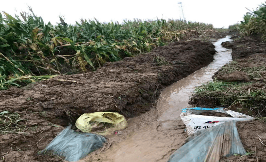 戮力同心 全力排涝保三秋_农田