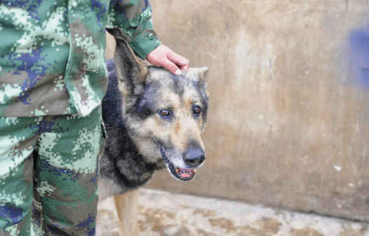 参与汶川地震救援的最后一只搜救犬冰洁离世