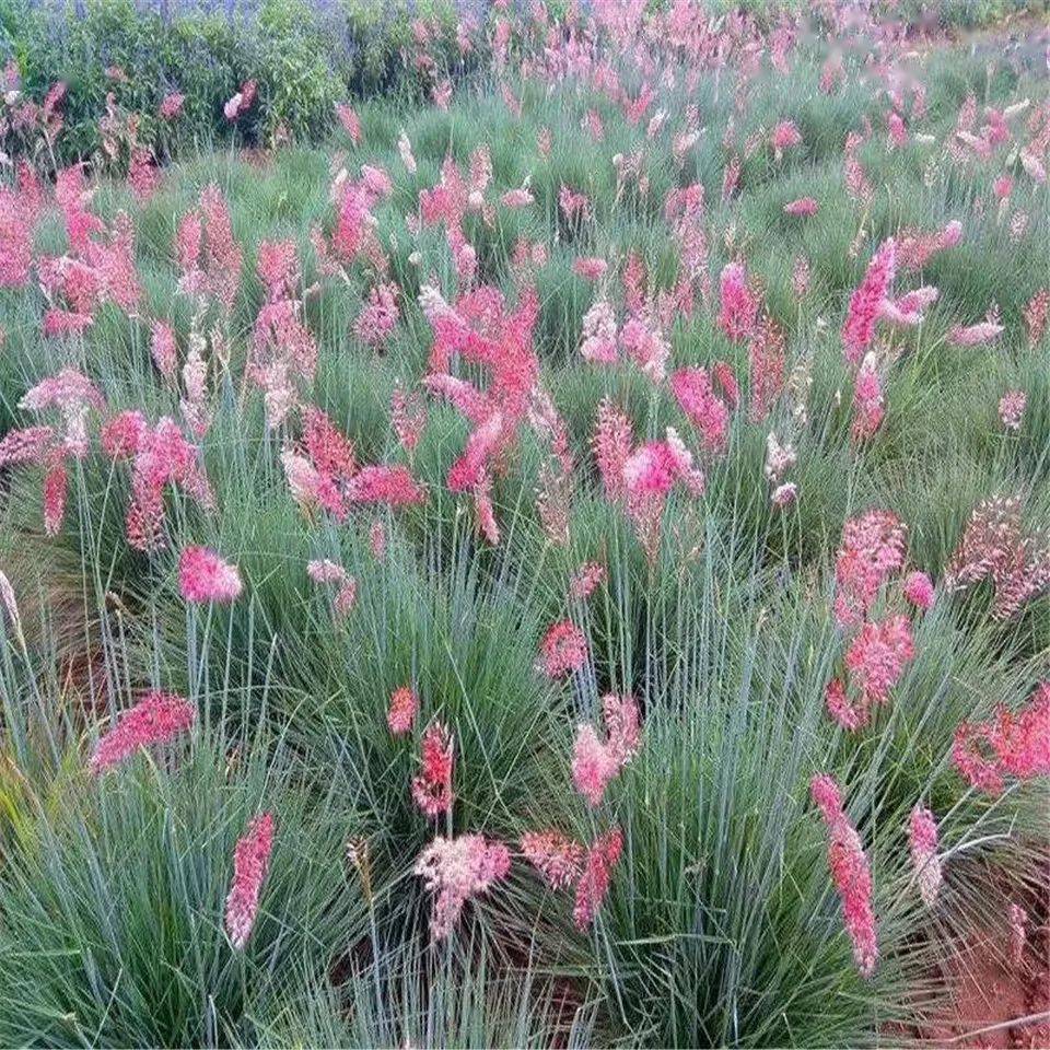 每日一花糖蜜草植物体被腺毛有糖蜜味