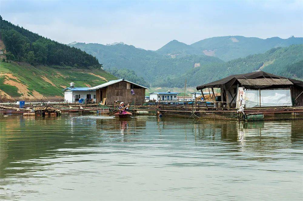 【新闻纪实】津门网张小村:渔港人家