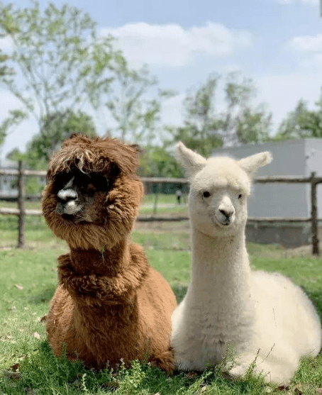 迷宮大偵探,奇趣樂園,萌寵樂園,考古樂園,大韻河遊樂場!