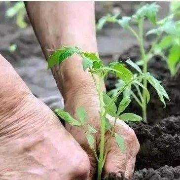 10月蔬菜种植指南 防治