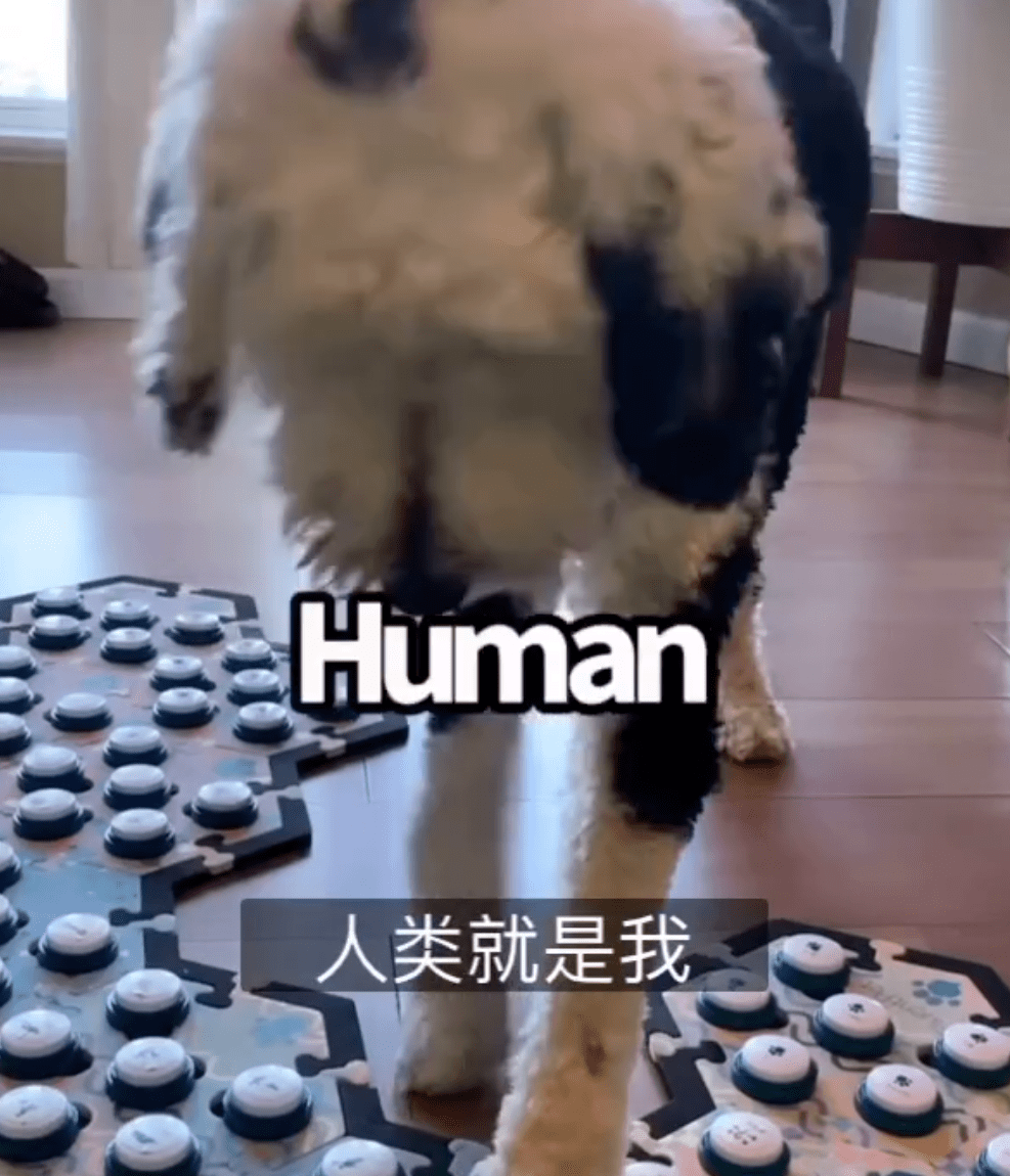 怎么教狗狗说话 603411e4dcbe4508a67e02b91bee5930.png