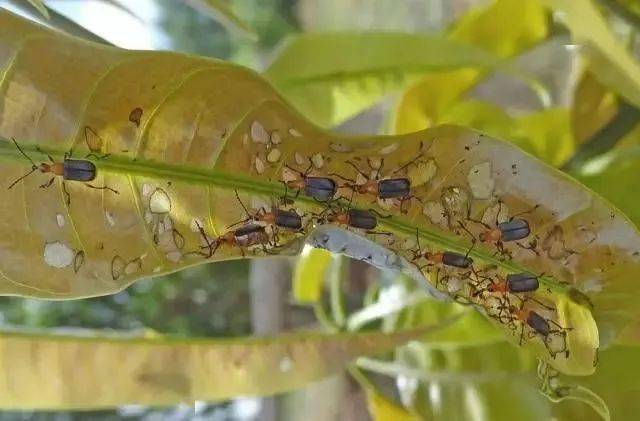 被芒果切叶象甲取食的叶片介壳虫介壳虫有很多种类,危害芒果的主要是