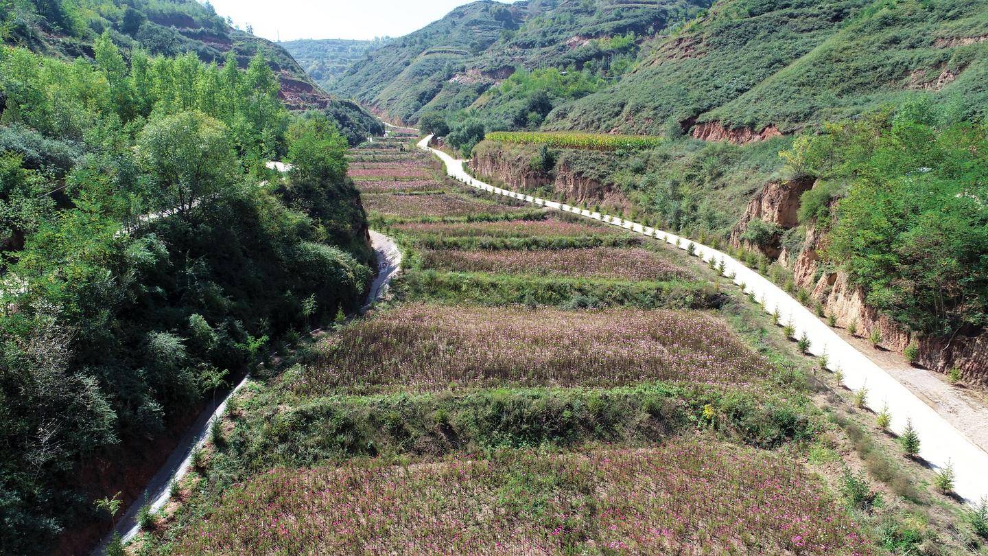 通渭县陇川镇徐湾秦王文化生态旅游景区首届乡村文化旅游节迎国庆活动