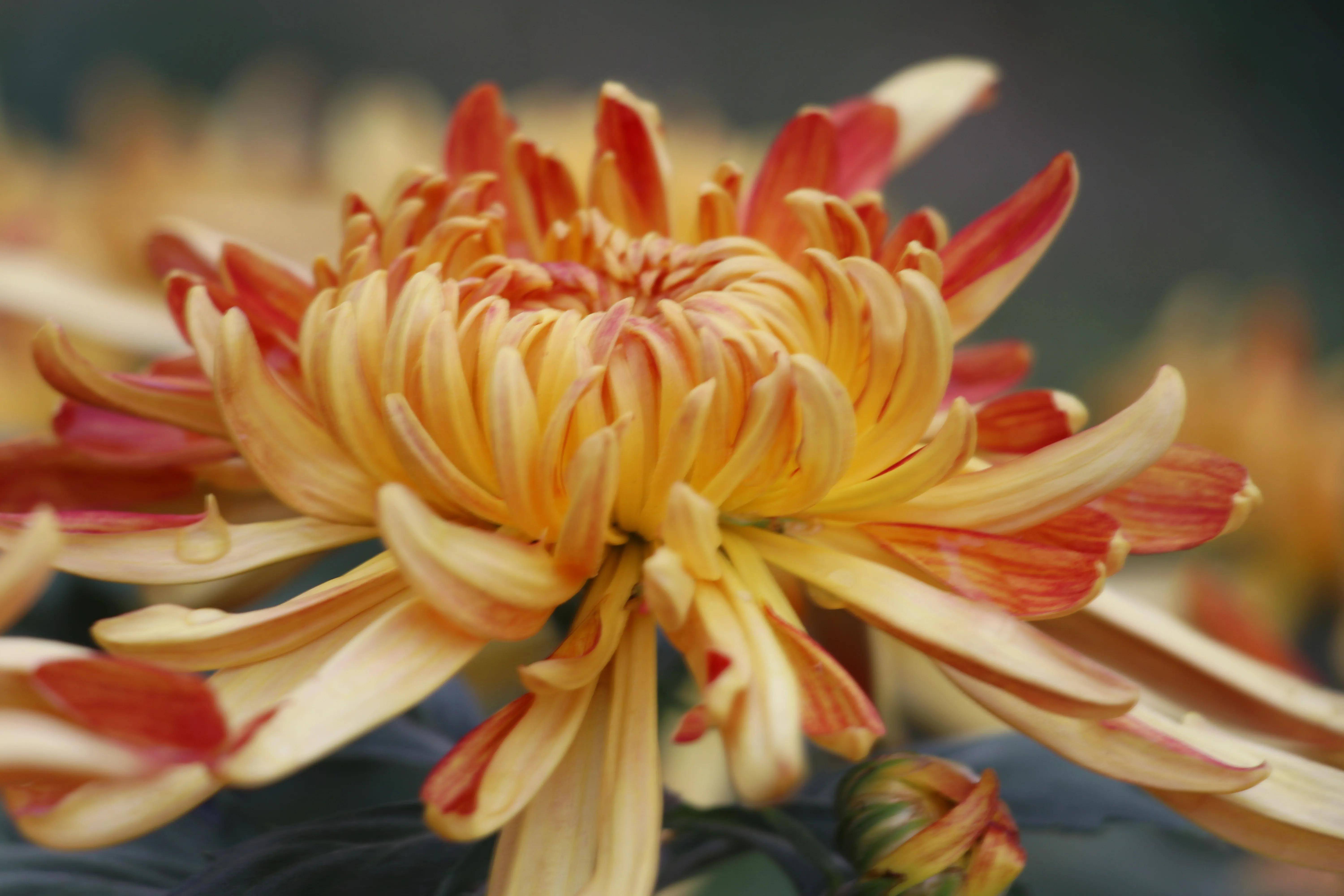 白露时节菊花开