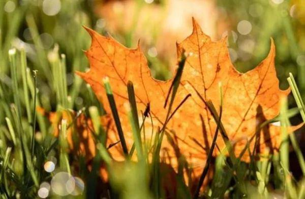 家长|今日寒露，家长老师要留心这4点