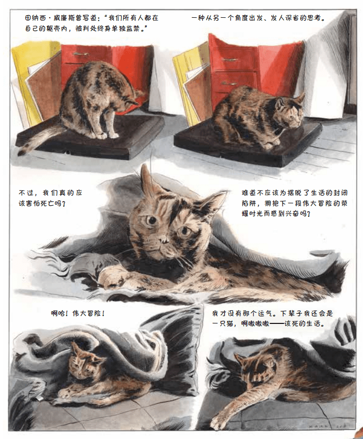 赠书丨你的猫儿已经朝窗外望了10分钟，而你还不知道它在想什么？_Penny 