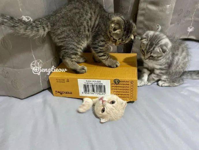 小白两只狸花猫一同欺负小白猫，太过分了