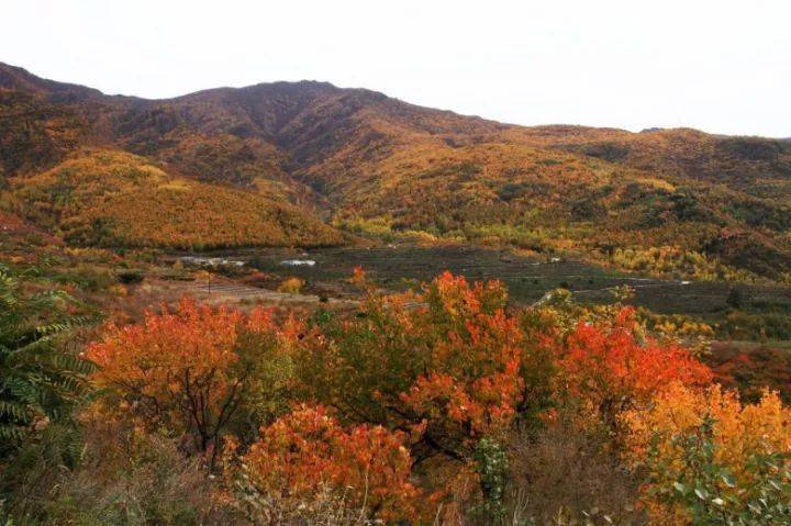 很多人还不知道 京西有个 百花山下第一村 简直美的不行 黄安坨村