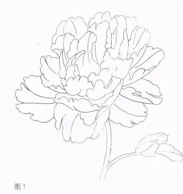 牡丹花的画法步骤视频 9f04e5d4629a4286a3515632f4144f5a.jpeg
