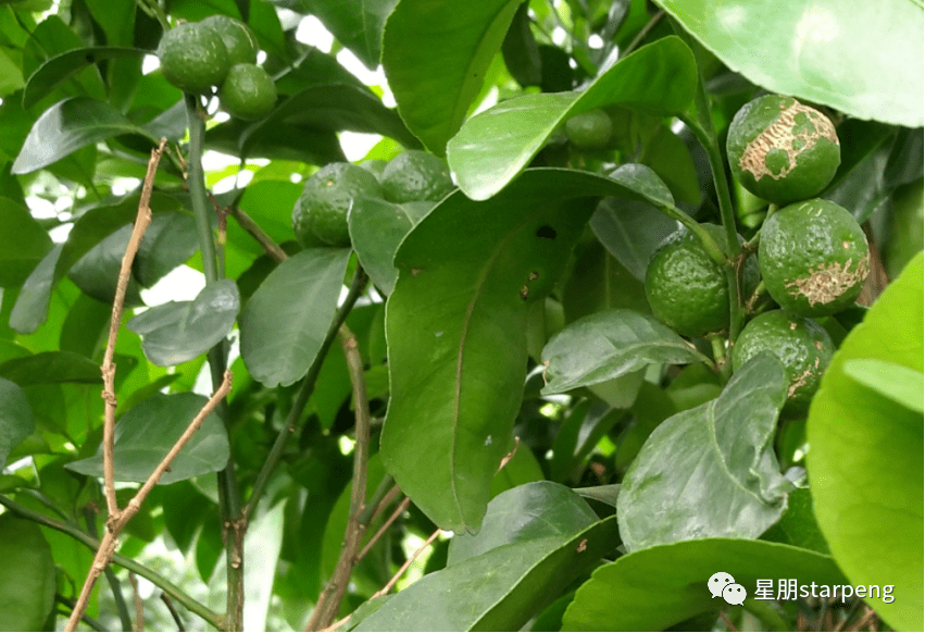 柑橘白癞病用什么杀菌剂效果好一点(甘橘白癞病)