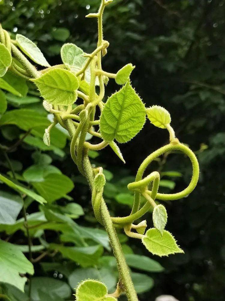 19款爬藤植物