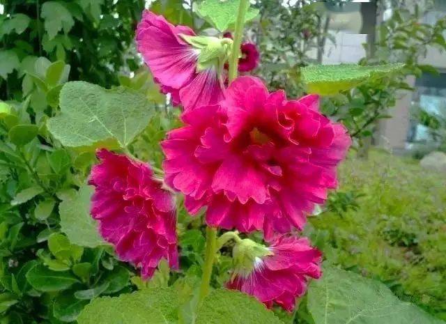 130�� · ������ͥ����ֲ������������֣�