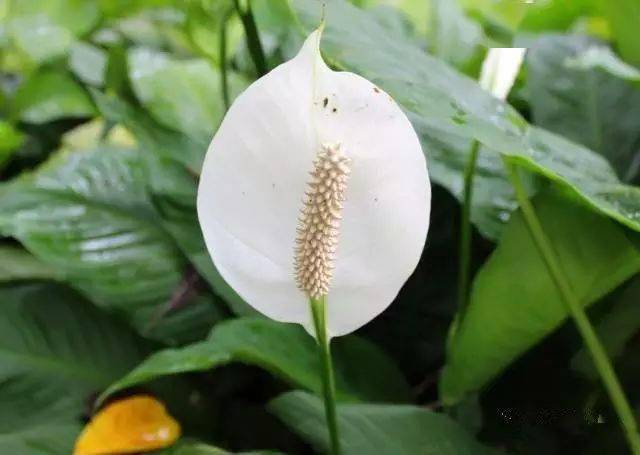 130�� · ������ͥ����ֲ������������֣�