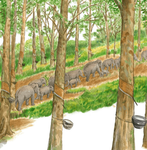 一路逛吃的大象除了可爱,背后的故事你知道多少?