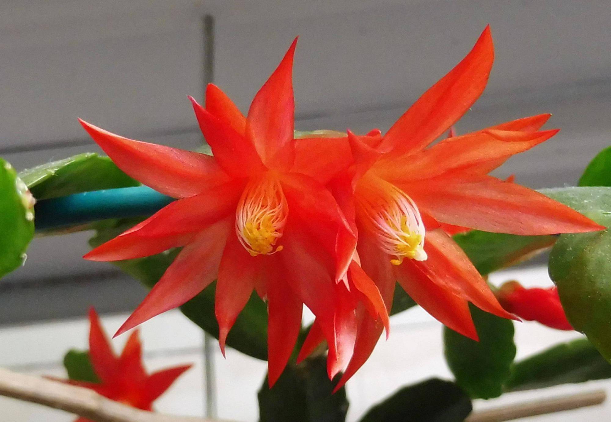 假昙花这样养开花艳开花多颜色好美仙气十足