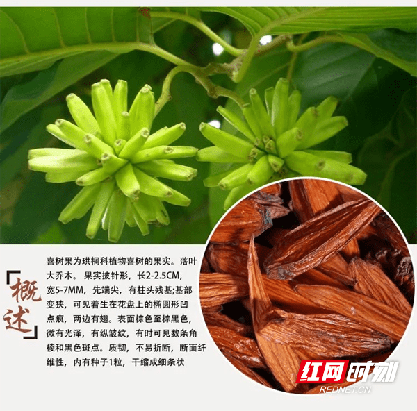 喜树,青钱柳,伯乐树……双牌这些珍稀植物,你认识多少?