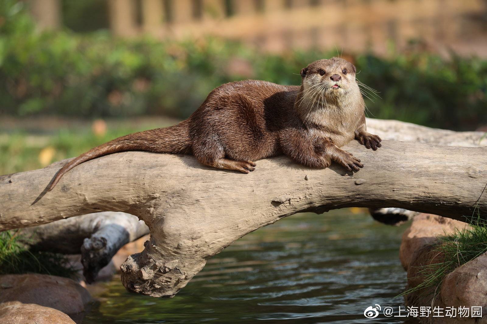 中国江苏水獭养殖场图片