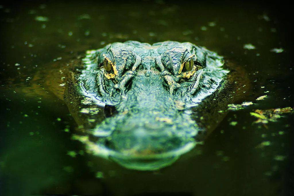 自由泳鳄鱼眼图片