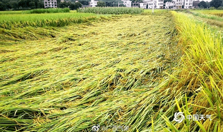 台风过后,兴业部分地区的晚稻倒伏严重!