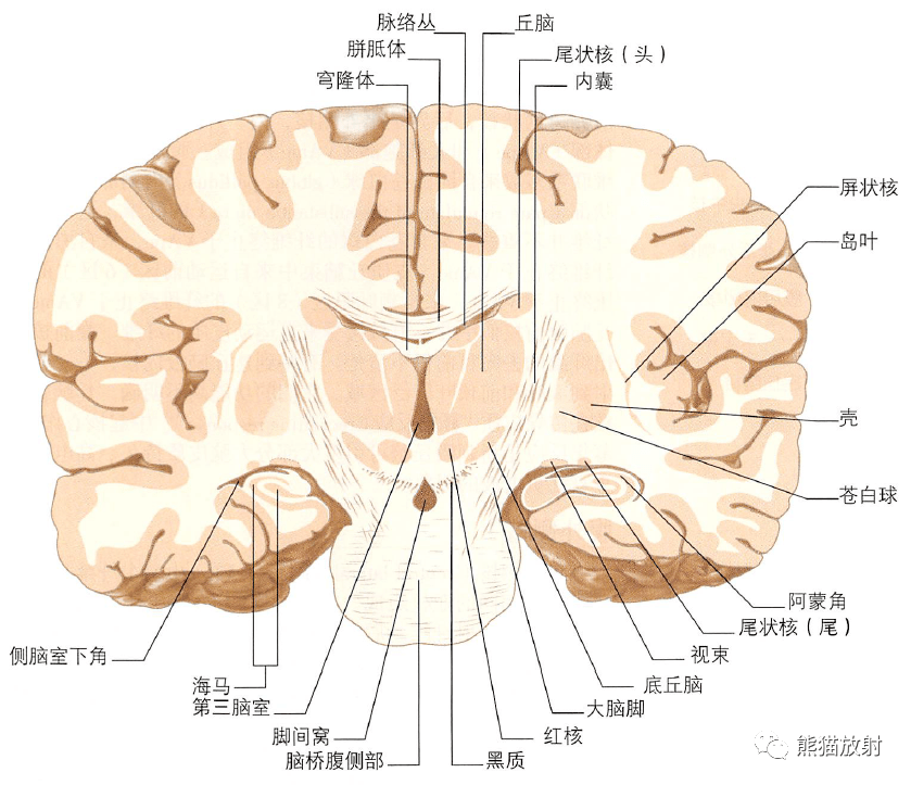 间脑结构图及功能图片