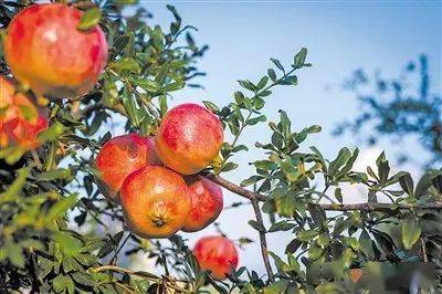 石榴树石榴花石榴果 组长