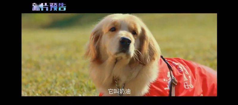 密码|《快乐密码》将于国际盲人节上映 是我国内地首部以导盲犬为题材的院线电影