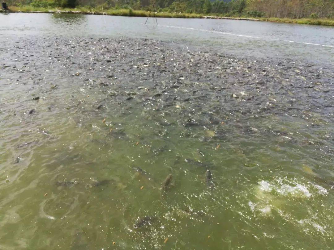 一鲢夺三鳙 一草抢三鲤 鱼塘怎么混养 最合理 产量最高 养殖