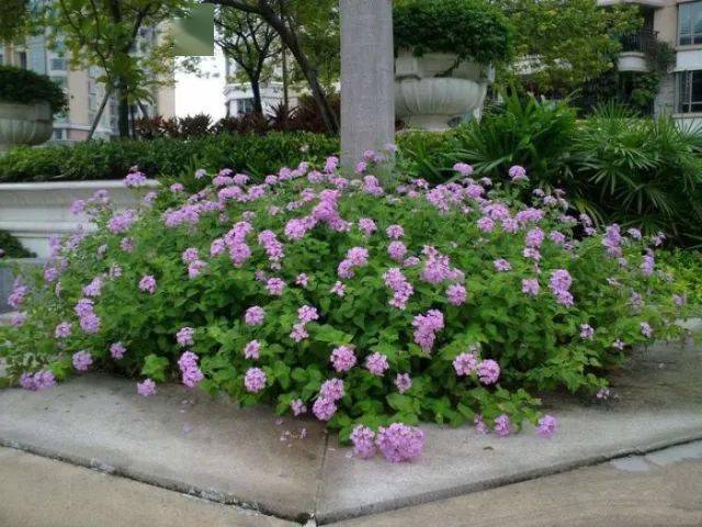 种 高贵典雅的蓝紫色系植物 中国