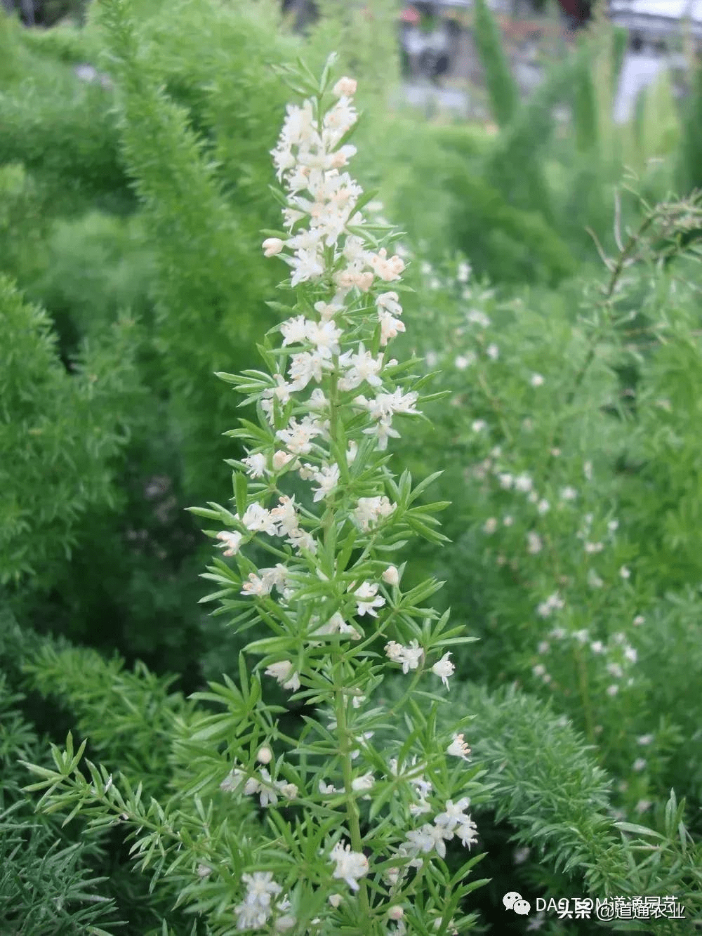 网红草狐尾天门冬叶子是条大尾巴让阳台和庭院变得有趣