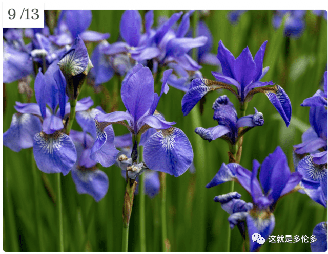 加拿大的国花和各省省花是什么?你知道吗?