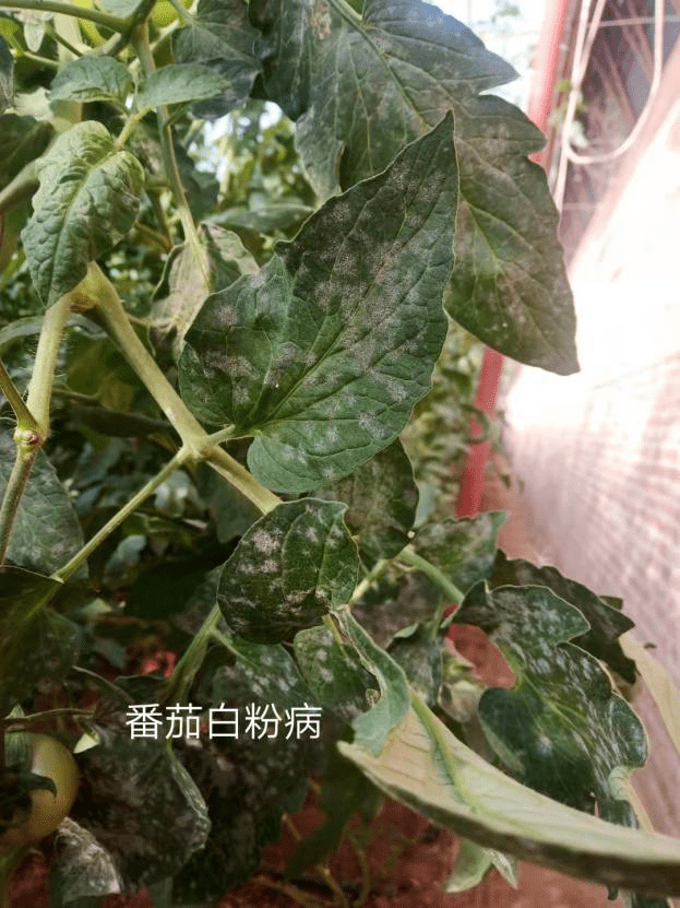 茄科蔬菜(三兄弟)的白粉病难搞?这三个药剂高效防治!