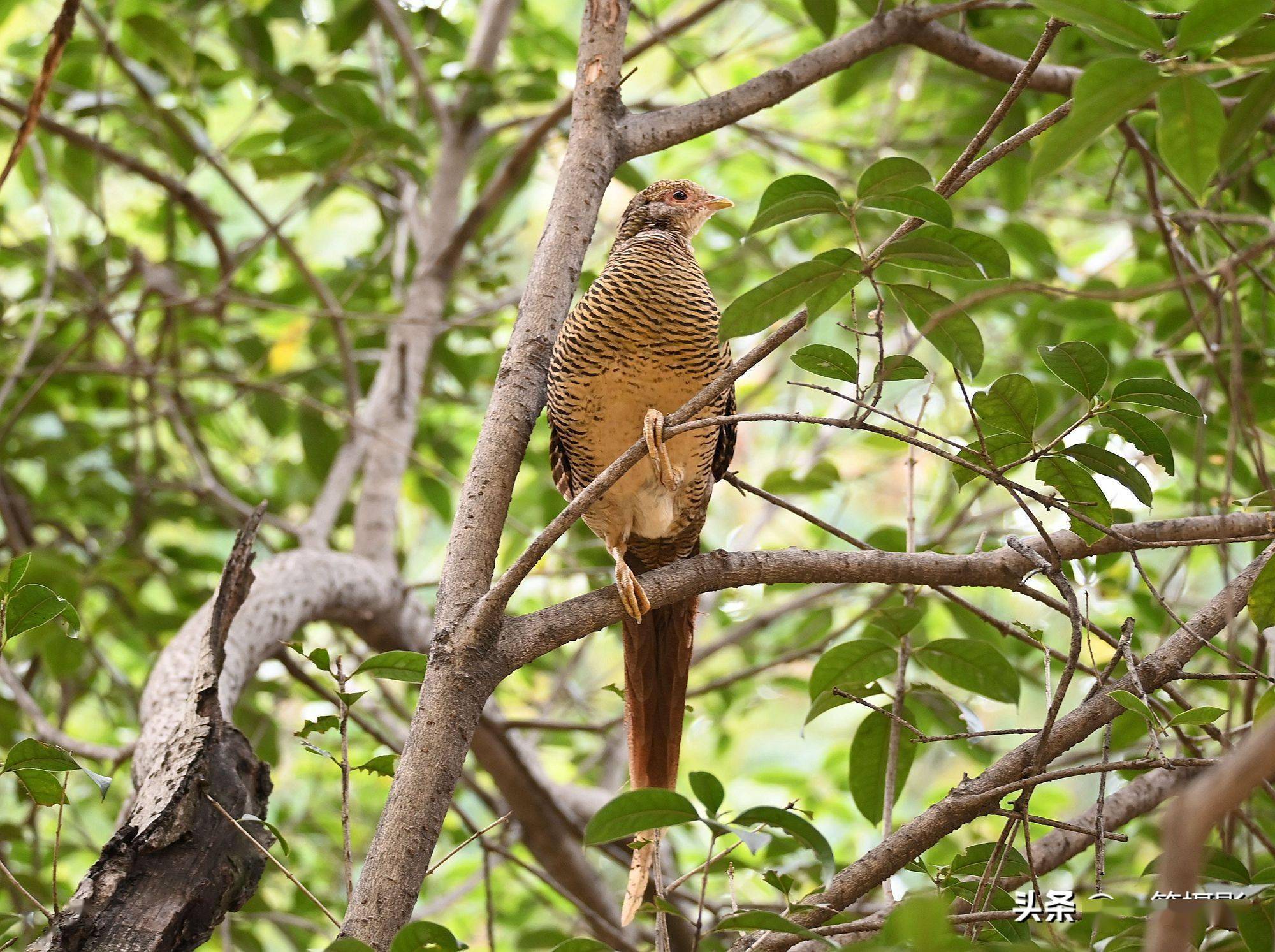 树上的白腹锦鸡