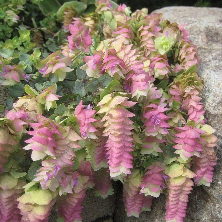 新品观赏牛至肯特美女小众却又高级的园艺植物值得团