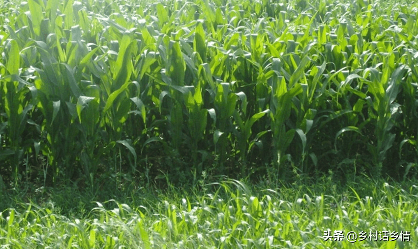 种植什么一亩六七十万 农村最贵的药材800一斤