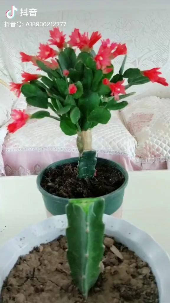 火龙果嫁接假昙花在这个部位切嫁接口