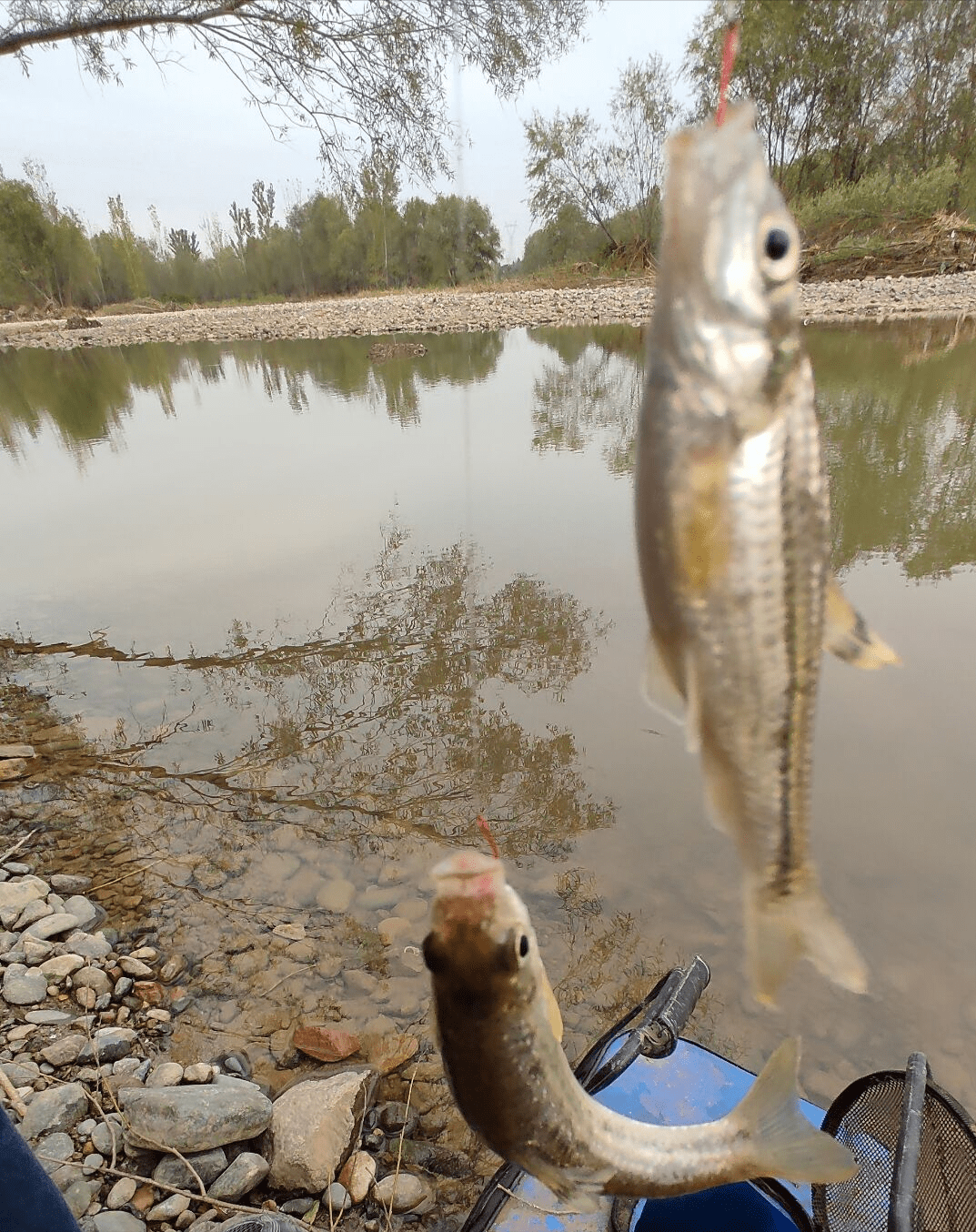 這裡小魚真多,餌料下去就咬,白條,銀鮈魚,黑鰭鰁魚搶著咬鉤,有時候還