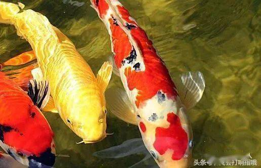 周公解梦，梦见苹果被偷，寓意何在？