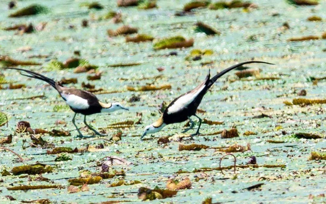 生物多样性保护黄石在行动