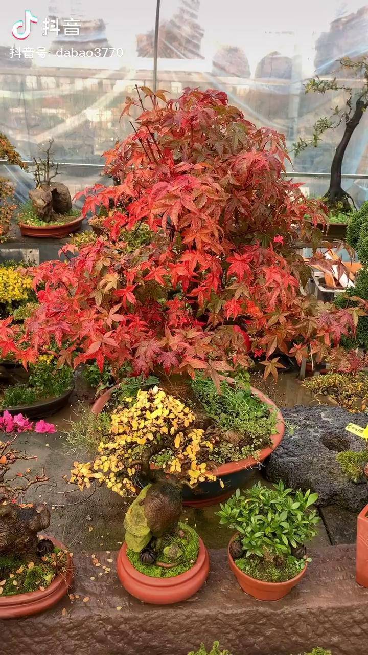 冬季的叶子红如火日本红枫盆景