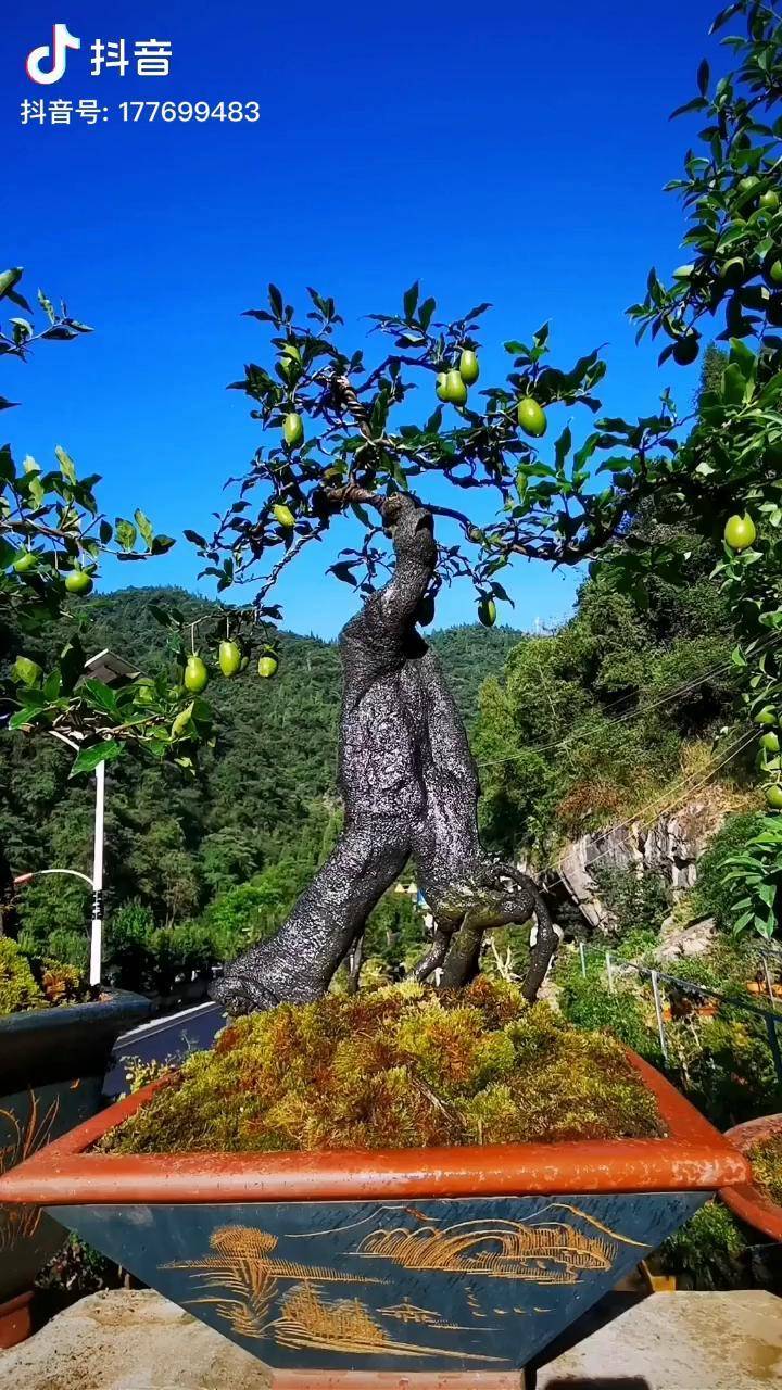 扁扁桩血红果金弹子