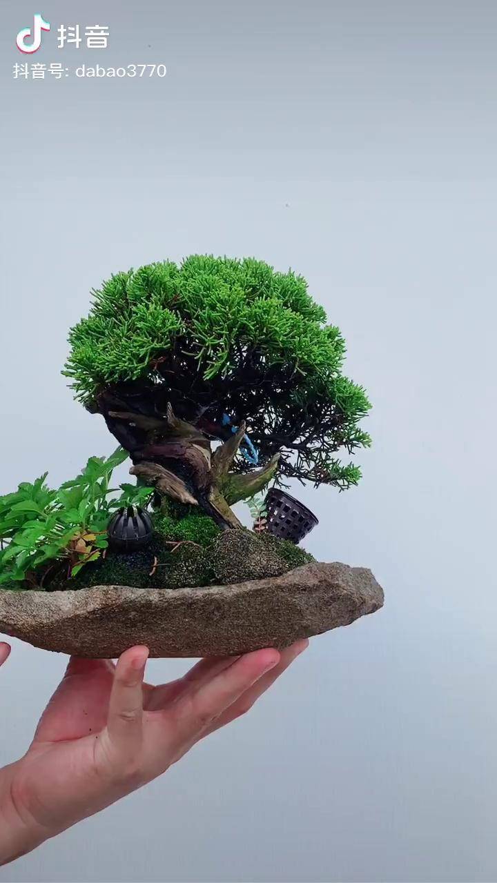 摆在茶室很适合真柏盆景植物造景微景观盆景微型盆景山水盆景盆景艺术