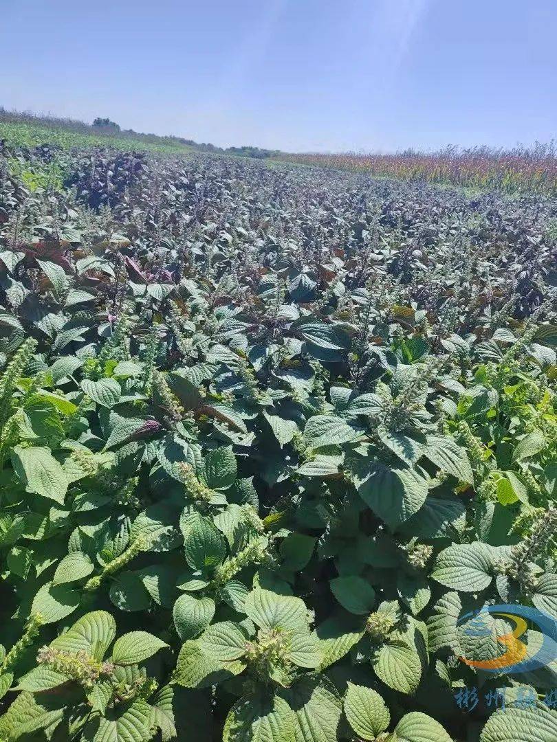 彬州:千亩紫苏喜丰收 "最美"乡村入画来_种植