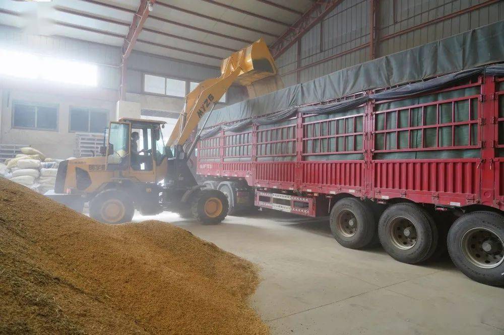 新洲区：粮食加工企业开足马力忙生产开云 开云体育APP(图4)