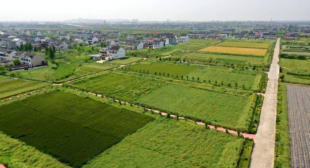 文化泰州走进千年历史文化名镇黄桥镇