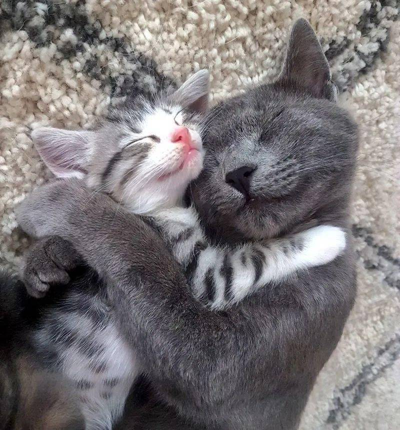 两只猫抱在一起的头像图片