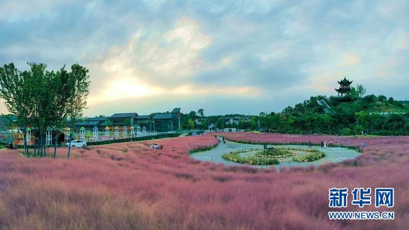 花海|秋花也烂漫 赏花正当时