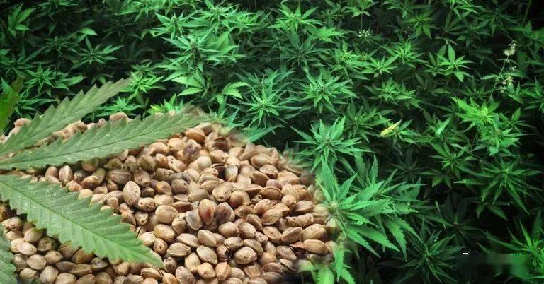 泰国火麻种子进口额累超9亿铢 规模化种植面积3000泰亩